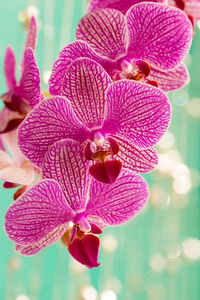 How to Grow Beautiful Orchids in Your Garden – Wyenot