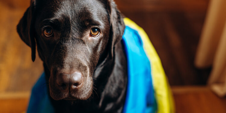 How To Train An Emotional Support Dog?