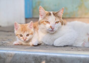 How Many Kittens Can A Cat Have?