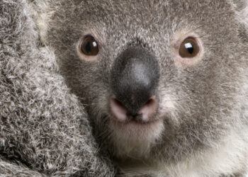Why Are The Koalas Endangered?
