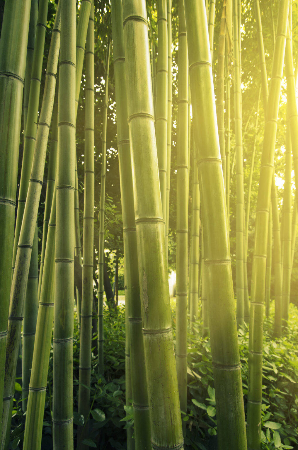 what-does-bamboo-symbolize-in-traditional-chinese-culture-wyenot