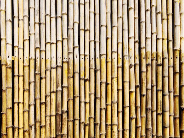 what-does-bamboo-symbolize-in-traditional-chinese-culture-wyenot