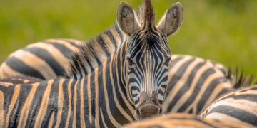 Why Herbivores Have Longer Intestines Than Carnivores