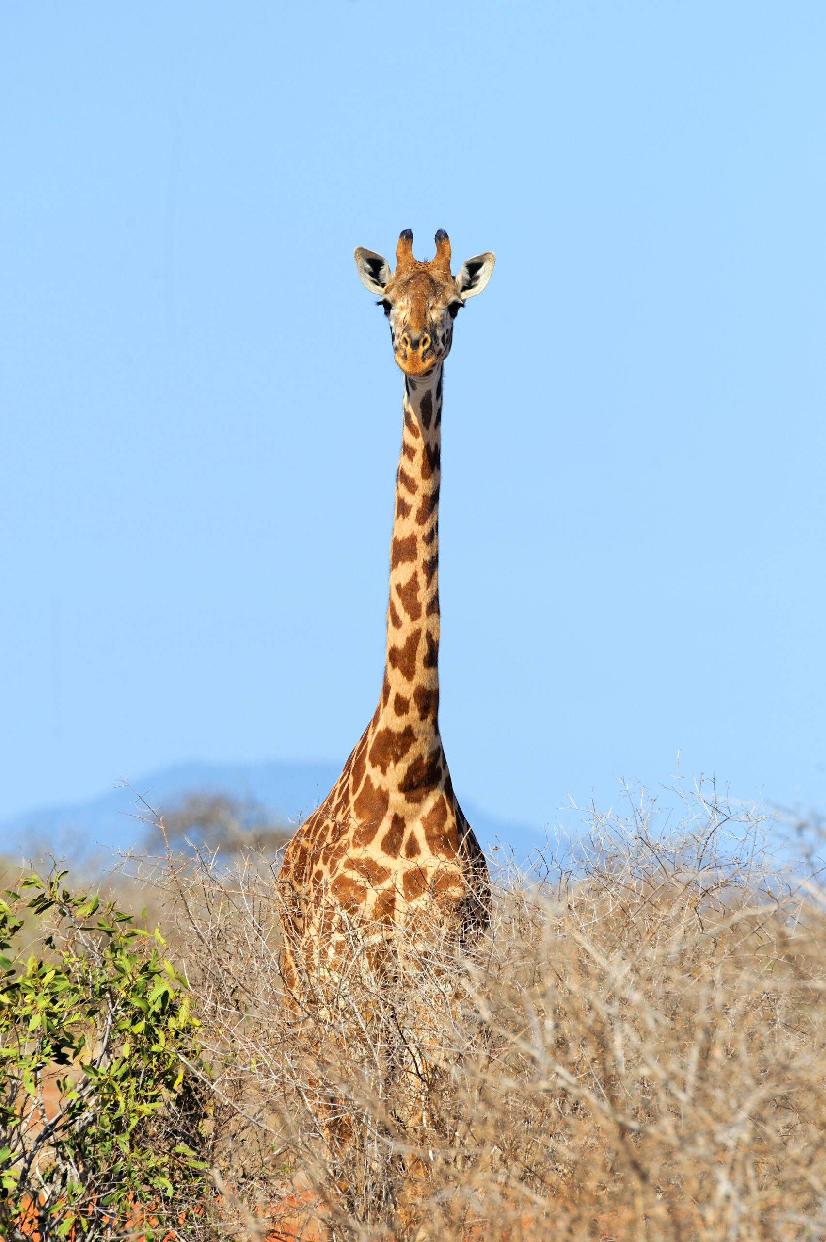 The Fascinating Reason Why Giraffes Have Long Necks And Legs – Wyenot